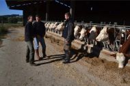 Georges et Jérémy Souty dans leur élevage, avec Simon Bosché (à gauche). Ce petit-cousin aide à tous les concours, et espère s'installer prochainement... avec des Montbéliardes.