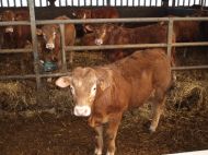 Après une année 2018 marquée par un fort repli de l’offre, les exportations de broutards devraient rebondir en 2019.