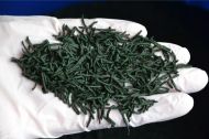 Après conditionnement, la spiruline se présente sous forme de petits spaghettis. Une cure d’un à deux mois permet de passer un coup de fatigue de l’hiver ou d’une fin de saison chargée.