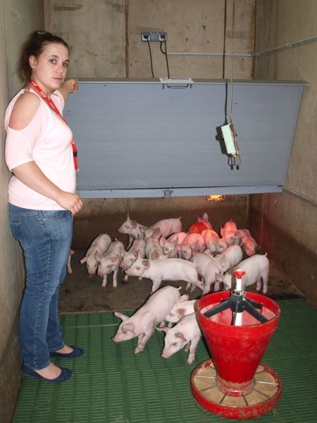 Les niches fabriquées au Danemark et installées par Proval possèdent un toit amovible et à l’intérieur chauffé par des lampes pour maintenir les porcelets au chaud et ainsi diminuer la consommation électrique.