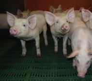 Avec 30% de la production porcine allemande (4,4 millions de porcs engraissés), 50% de la volaille et 45% de la production d’aliments d’élevage, la Basse-Saxe illustre bien l’écart entre le modèle promu depuis 15 ans et la vision de nouveaux dirigeants: Die Grünen.