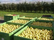 Pommes, vins ou alcools, produits de la mer ou matériel de transport : les exportateurs ligériens vers le Royaume-Uni sont nombreux.