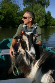 Raphaël Rousseau emmène un de ses boucs en barque sur l’île de Port-Luneau à La Flèche, où il doit passer tout l’été en éco-pâturage. En 2000, la race comptait 35 mâles. Aujourd’hui, selon les registres de l’Institut de l’élevage, l’effectif a grimpé à 250.