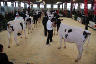 Le printemps des génisses est le petit frère du Farmingtour, un open show dédié aux jeunes.