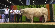 En remportant le Grand prix d’honneur du Simagena, Pierre-Yves Sallé confirme l’excellence de son élevage charolais, qui avait déjà décroché trois grands prix d’honneur l’an dernier.