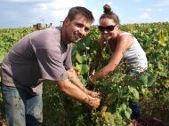 Le ban des vendanges est proclamé cette année au 4 septembre, soit six jours plus tôt que l'an dernier.