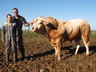Elise et Christophe Derouin sont fiers de présenter Milk Shake, un taureau blond indexé à plus de 100 et âgé de trente mois.
