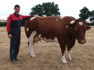 A Béré, Thomas Douillard présentera notamment Estia, vache Rouge des Prés âgée de six ans.
