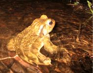 Grenouilles et crapauds sont utiles : “Ils peuvent contribuer à la régulation de certaines invertébrés ravageurs”, rappelle le CPIE.