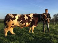 Ididèle participera à la vente aux enchères mercredi 27 février. 